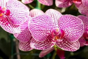 flor de la orquídea phalaenopsis foto