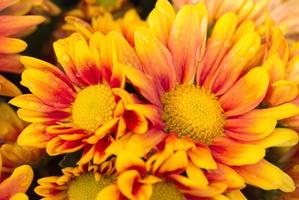 orange chrysanthemums flower in the garden photo