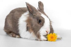 Portrait of a gray rabbit with dandelion flowers on a white background. photo