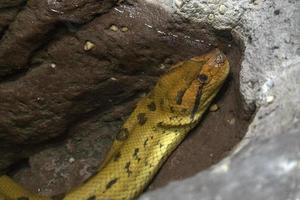 retrato de serpiente anaconda verde foto
