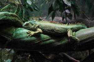 Green Iguana close up portrait on a tree photo