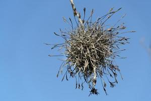 planta aérea de tillandsia recurvata en baja california foto