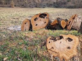 Tronco de tronco cortado de árbol enfermo infestado foto