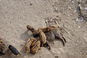 swine fever wild boar in Genoa town Bisagno river urban wildlife looking for food in garbage and resting photo