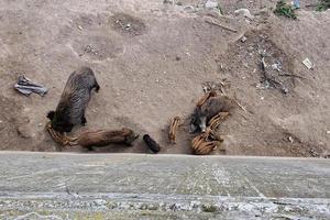 swine fever wild boar in Genoa town Bisagno river urban wildlife looking for food in garbage and resting photo