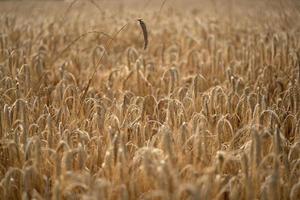 campo de trigo de grano maduro listo para cosechar foto