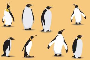 vector flat illustration set of penguins in different poses. Adult birds and chicks. Vector illustration, isolated on a white background.