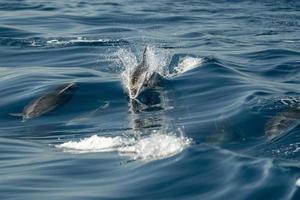 common dolphin jumping outside the ocean photo