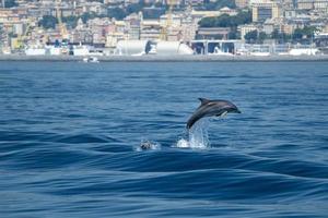 common dolphin jumping outside the ocean photo