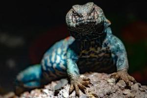 Ornate mastigure african lizard portrait photo