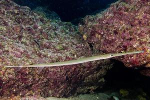 cornetfish en el mar foto