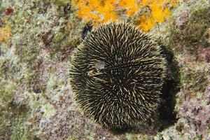 Sea urchin close up photo