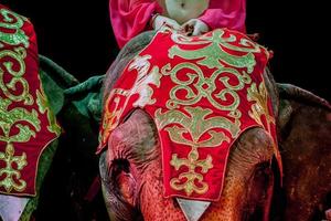Circus elephant close up photo