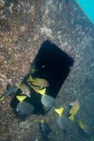 Ship Wreck in the sea photo