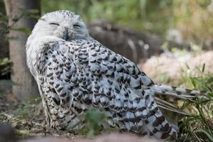 Snowy owl portrait photo