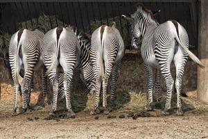 cebras en el zoológico foto