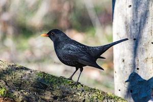 Blackbird in the forest photo
