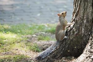 Squirrel on the tree photo