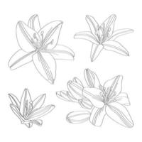 establecer orquídeas. libro de coloreado vectorial dibujado a mano en estilo boceto. vector