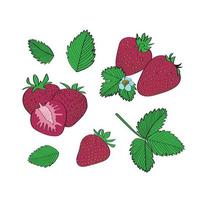 Strawberry set. Vector illustration in hand drawn style.