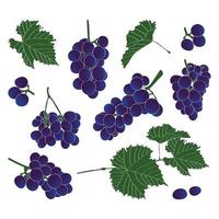 conjunto de uvas y hojas. ilustración vectorial en estilo plano. vector