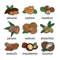 conjunto de nueces, ilustración vectorial dibujada a mano en estilo plano. vector