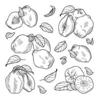 Composition of quince fruits. vector