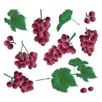 Set of gron pink grapes and leaves. Vector illustration in flat style.