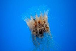 atlantic bay nettle jelly fish underwater photo