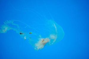 atlantic bay nettle jelly fish underwater photo