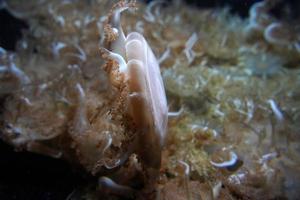 upside down jelly fish underwater photo