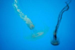 atlantic bay nettle jelly fish underwater photo