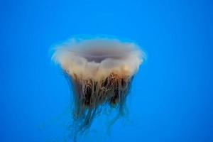 bahía atlántica ortiga medusas bajo el agua foto