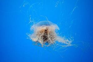 bahía atlántica ortiga medusas bajo el agua foto