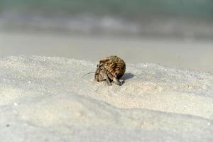 Hermit crab on white sand tropical paradise beach photo