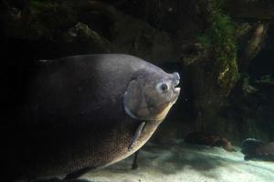pirapitinga fish underwater close up photo
