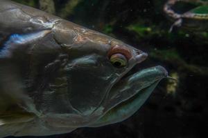 silver arawana fish south america amazzonia underwater photo