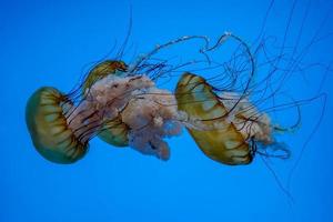 pacific sea nettle jellyfish underwater photo