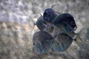 lookdown fish underwater group school of photo