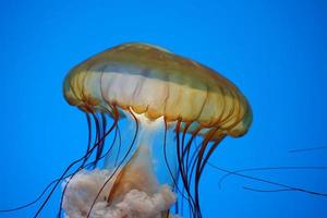 medusas de ortiga de mar del pacífico bajo el agua foto