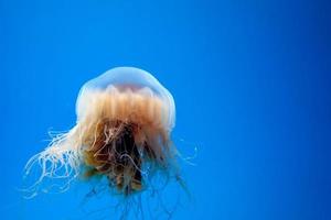 bahía atlántica ortiga medusas bajo el agua foto