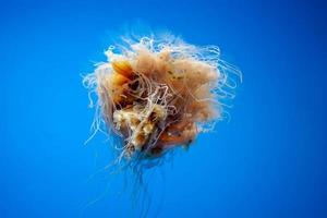 bahía atlántica ortiga medusas bajo el agua foto