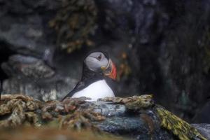 puffin bird in its nest on the rocks photo