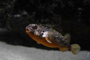 striped burrfish underwater atlantic ocean fish chilomychterus shoepfii photo