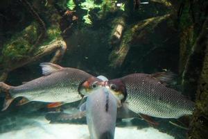 two fishes kissing underwater in love photo