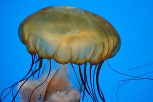 medusas de ortiga de mar del pacífico bajo el agua foto