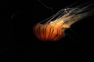 ortiga de mar japonesa medusas bajo el agua foto