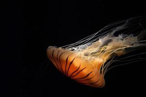 japanese sea nettle jelly fish underwater photo