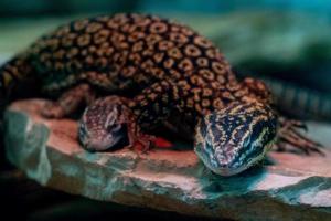 Varanus acanthurus asian lizard photo