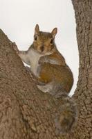 ardilla en el árbol foto